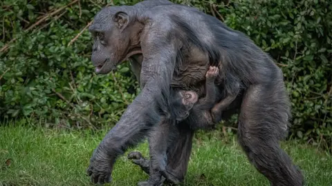 Chester Zoo Baby chimpanzee being held closely by mum Alice