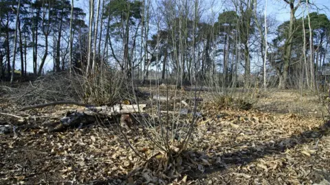 National Trust Coppicing works taking place at Sutton Hoo, Suffolk