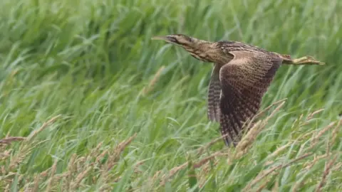 PhIL BOARDMAN Bittern