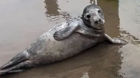 Picture of seal laying at a lake