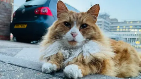 Aleks Henry the cat at Addenbrooke's Hospital