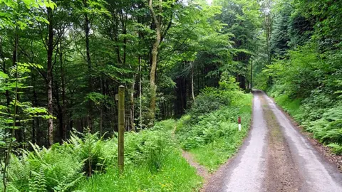 John Lucas/Geograph Woodland at Cwm Einion