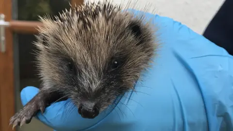 RSPCA Hoglet wrapped in blanket