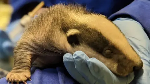 RSPCA Baby badger