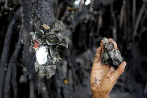 Nacho Doce / Reuters Oysters collected in a mangrove forest