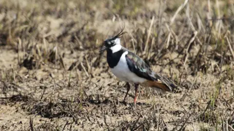 Sam Cooper/National Trust Lapwing at Orford Ness, Suffolk