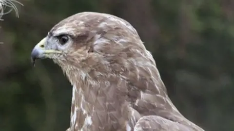 BBC Buzzard
