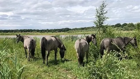 Yorkshire Wildlife Trust Konik ponies at reserve