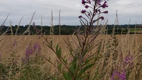 Habberley campaign group photo Proposed development site