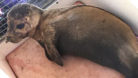 RSPCA Prius the seal