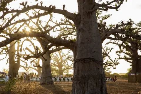Annika Hammerschlag Baobab forest