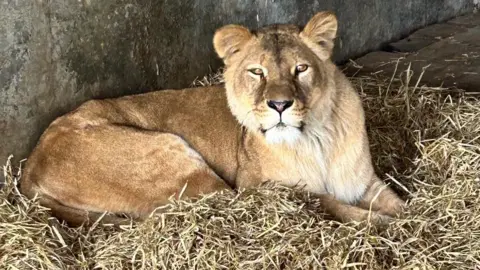 Yorkshire Wildlife Park A lioness