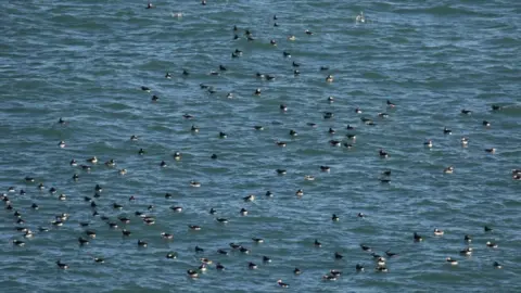 Skokholm Warders/WTSWW Puffins on the sea