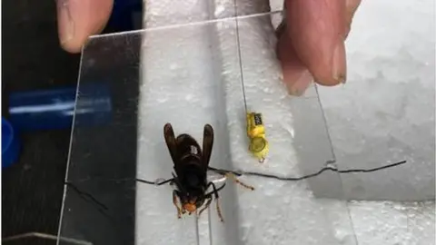 Margaret Gill tagged Brockenhurst hornet