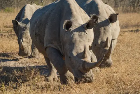 Thomas D Mangelsen A group of Zululand white rhinos