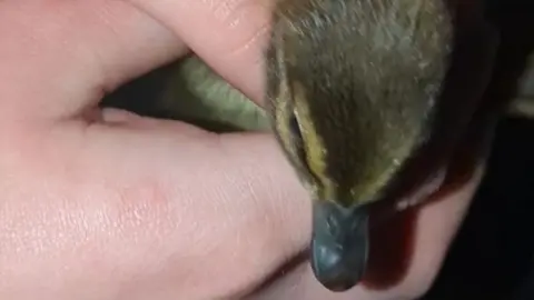 Duckling in hands