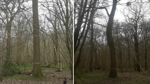 The Sutton Hoo Ship's Company Oak trees on Forestry England land near Swindon