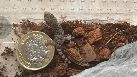 RSPCA Gecko