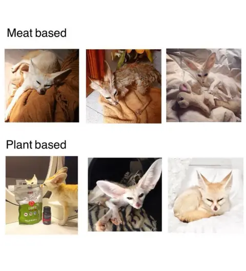 Sonia Sae A collection of photos of the fennec fox under the headlines 'meat based' and plant based