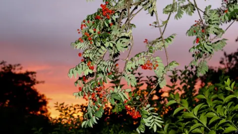 Becca Collacott Abingdon sunset