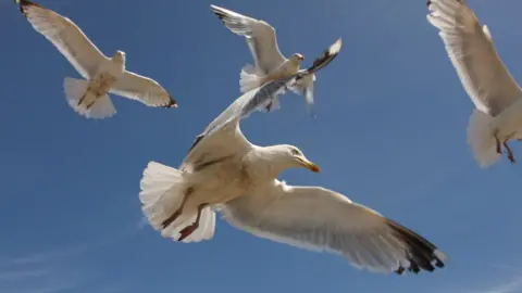 BBC four seagulls fly in the sky