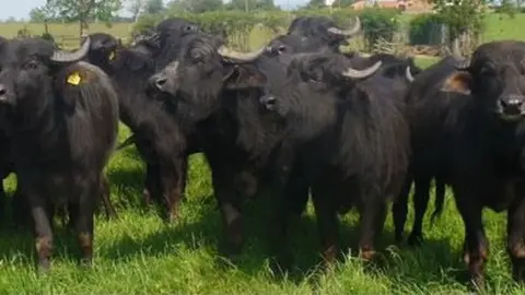 The Buffalo Farm The Buffalo Farm