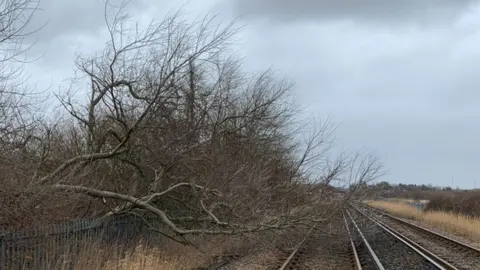 Network Rail  Tree