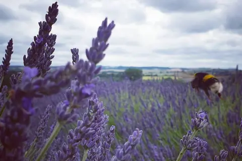 Tim Hunter Hitchin Lavender