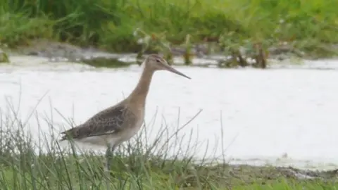 BBC A black-tailed godwit