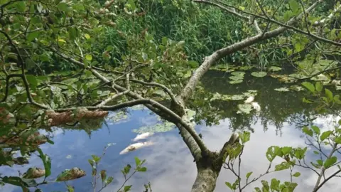 Friends of the River Frome Dead fish in the River Frome