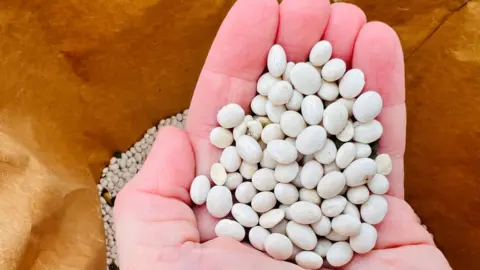Linsey Smith / BBC Farmer Andrew Ward holds beans harvested in Leadenham