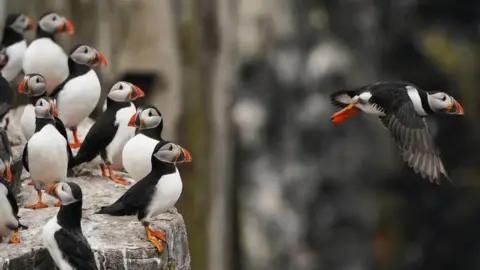 PA Media Puffins on the Farne Islands