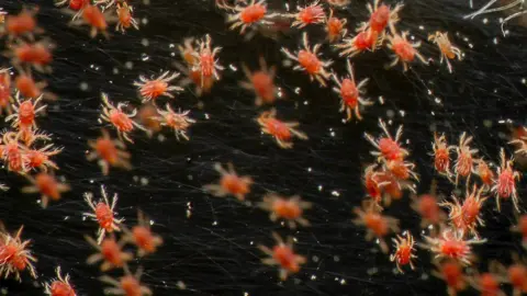 Getty Images Red mites