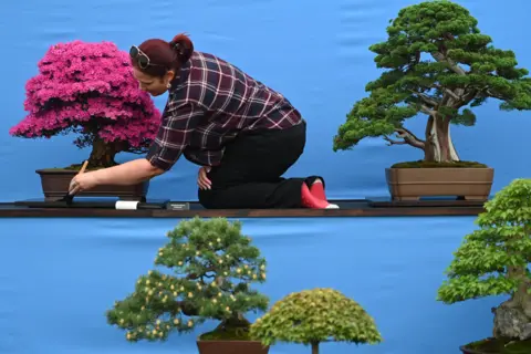 EPA A woman dusts bonsai trees during preparations for the RHS Chelsea Flower Show 2023 in London, Britain, 21 May 2023.