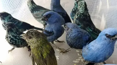 AFP The small, brightly-coloured birds after being rescued from Hugo Conings' suitcase