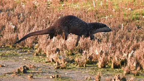 Lyn Clarkson Otters at play on the Norfolk Wildlife Trust reserve at Cley Marsh