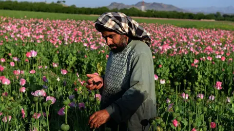 Getty Images Poppy cultivation