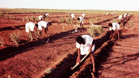 Getty Images Workers dig out furrows in a field to allow circulation of irrigation water in Gezira, Sudan - 1963
