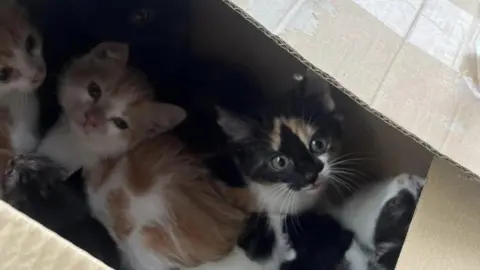 Ashlea Franks Box of kittens