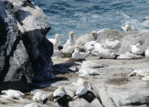 NatureScot Birds in Shetland