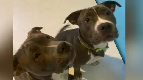 Essex Police two dogs