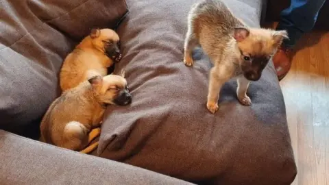 Scottish SPCA Puppy farm pups