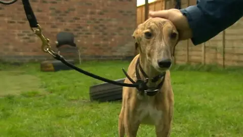 BBC Dog being patted on the head