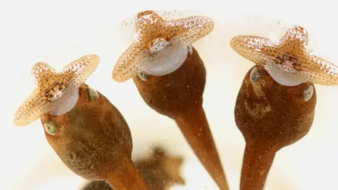 Benjamin Tapley/ZSL Giant horned frog tadpoles