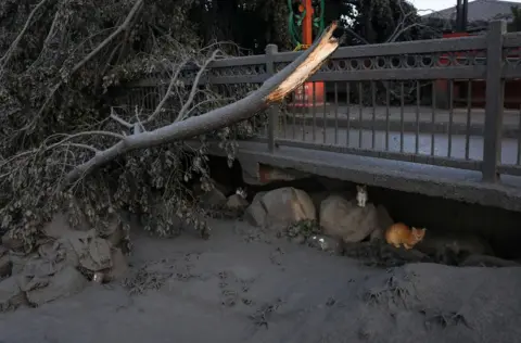EPA Cats hide under a road after a volcano eruption in Talisay, Batangas, Philippines, 13 January