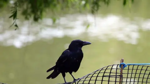 A bird has been waging a campaign against those with long hair in north-west London.