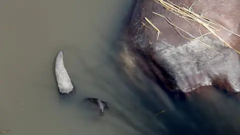 Serondela Lodge Buffalo