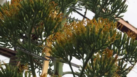 CUBG Agave plant