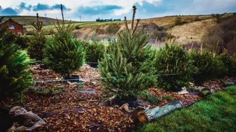 Rooted Rooted in Calderdale