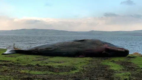 BBC Sperm whale at Ardersier